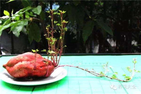 Sweet Potato Bonsai