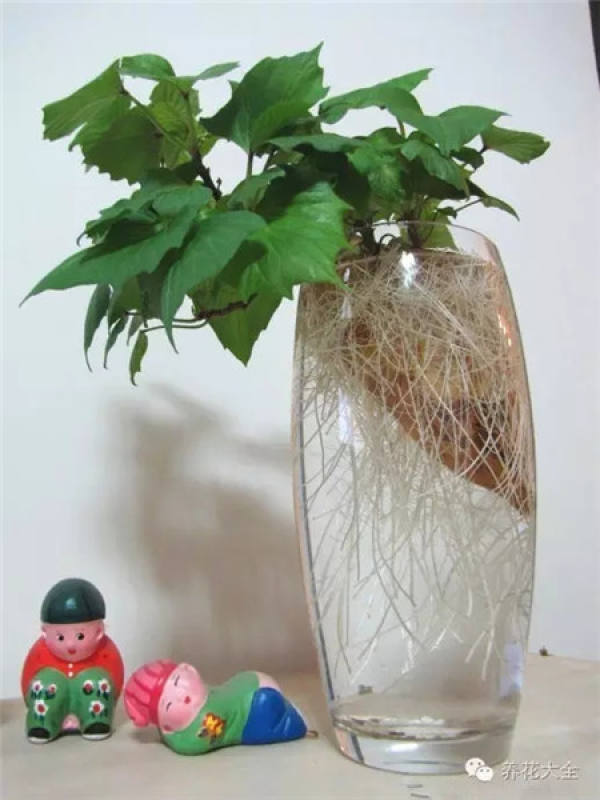 Sweet Potato Bonsai