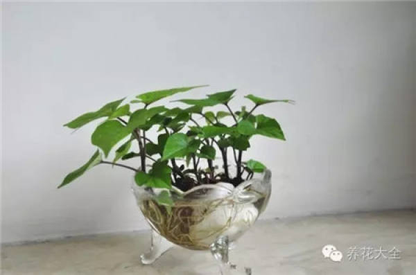 Sweet Potato Bonsai