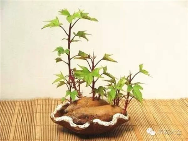 Sweet Potato Bonsai