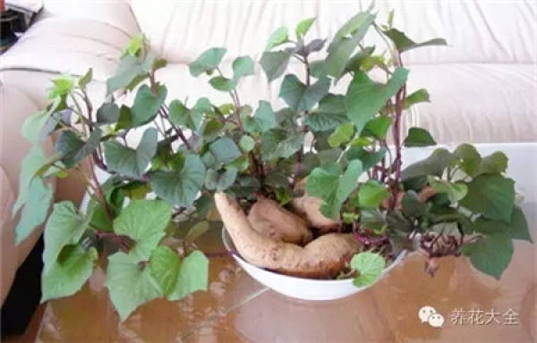 Sweet Potato Bonsai
