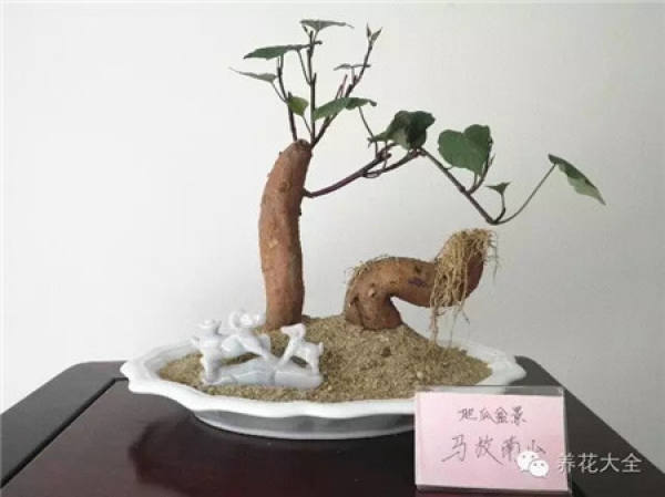 Sweet Potato Bonsai