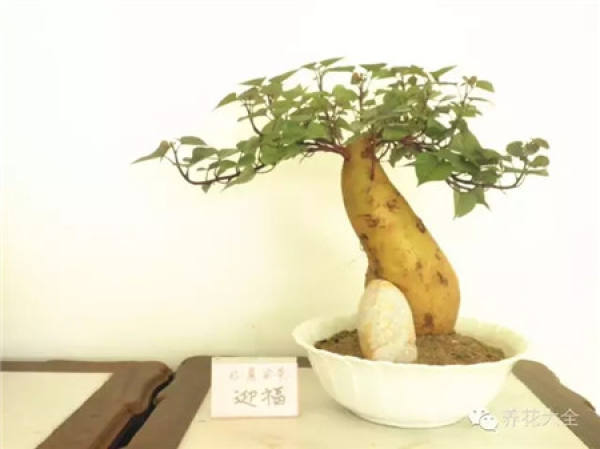 Sweet Potato Bonsai