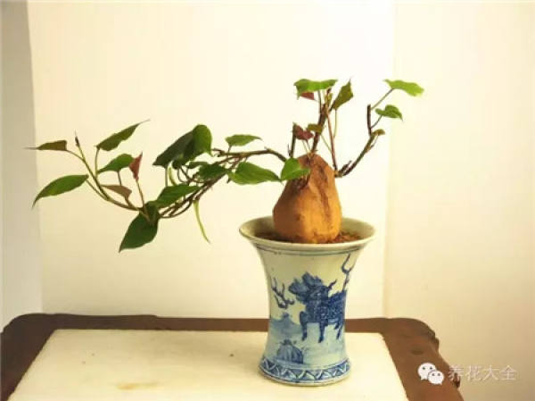 Sweet Potato Bonsai