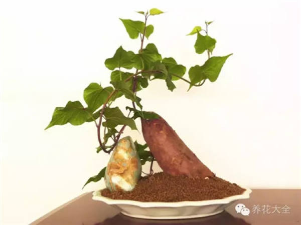 Sweet Potato Bonsai