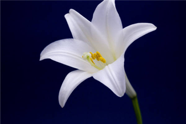 Lily Flower