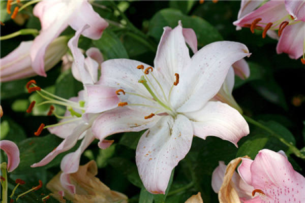 Lily