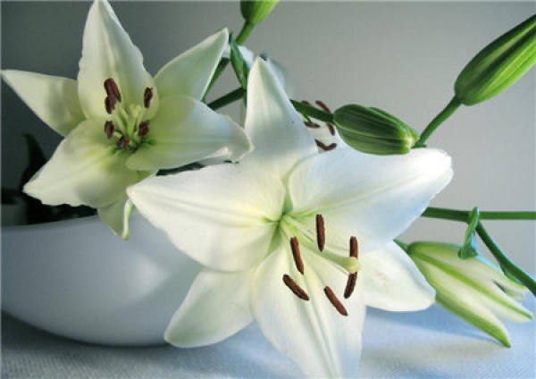Lily Flower
