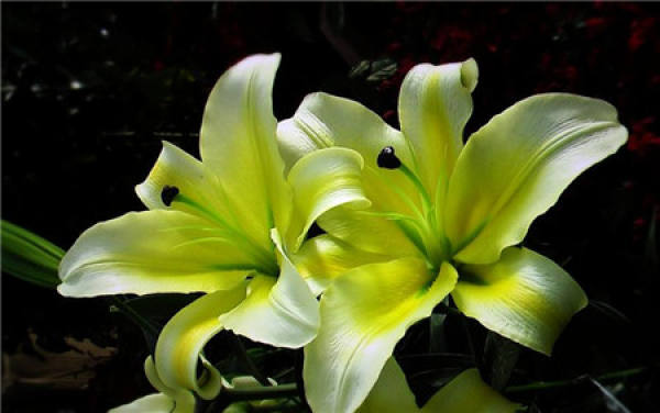Lily Flower
