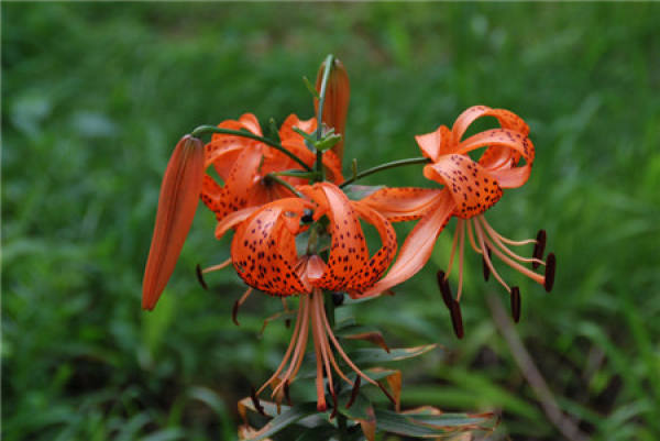 Lily Flower