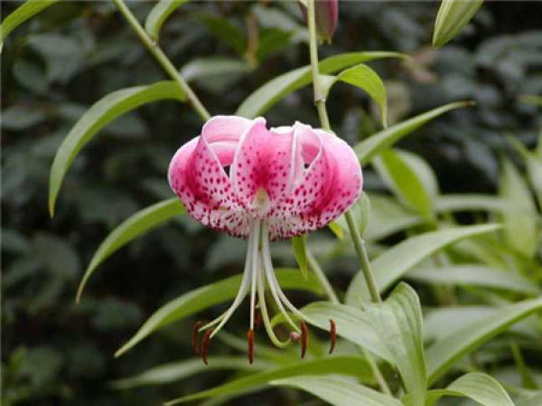 Lily Flower