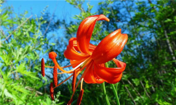 Lily Flower