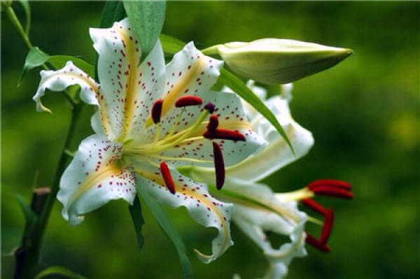Lily Flower