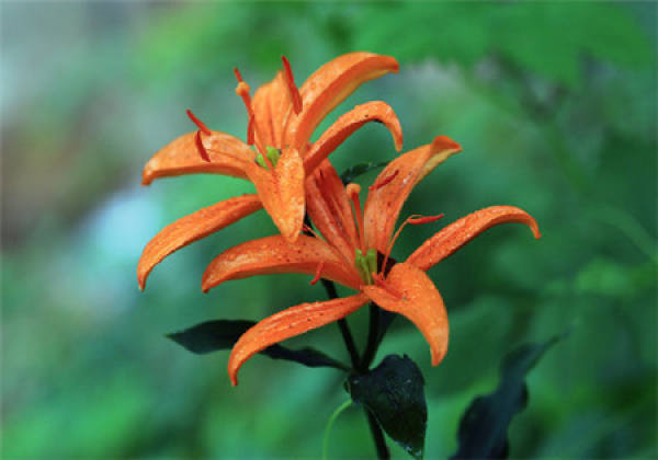 Lily Flower