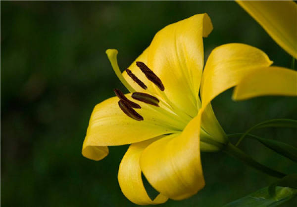 Lily Flower
