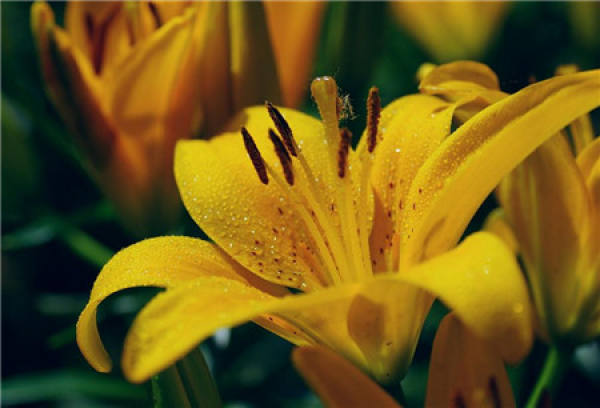 Lily Flower