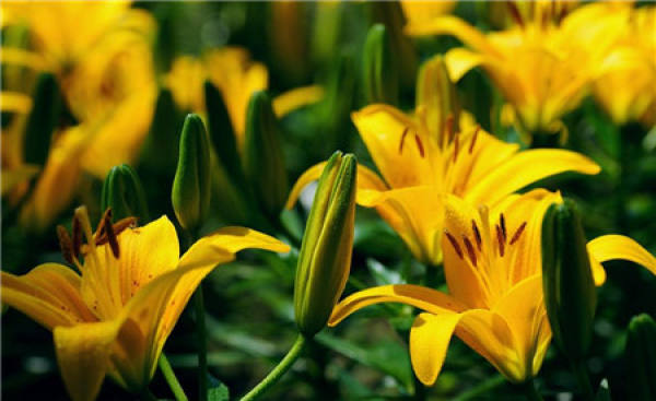 Lily Flower