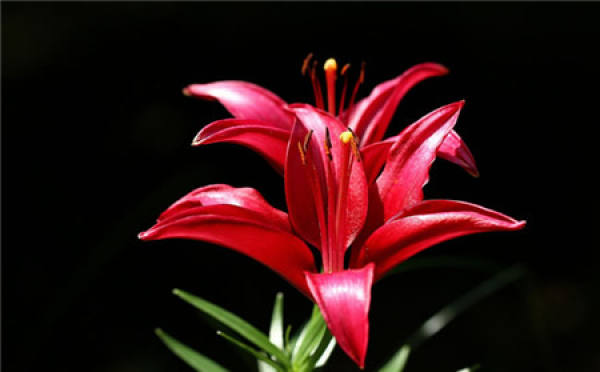 Lily Flower