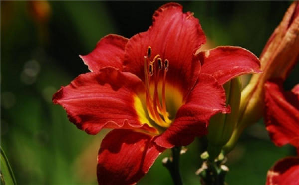 Lily Flower