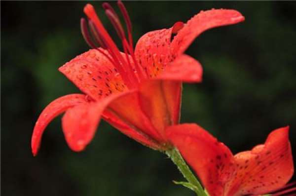 Lily Flower