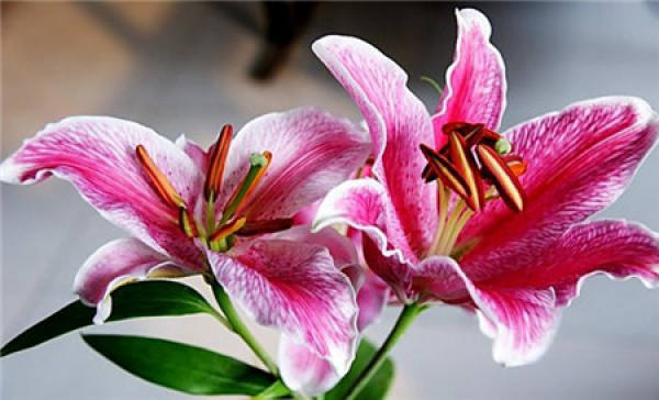 Lily Flower