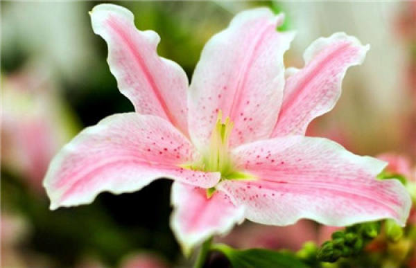 Lily Flower