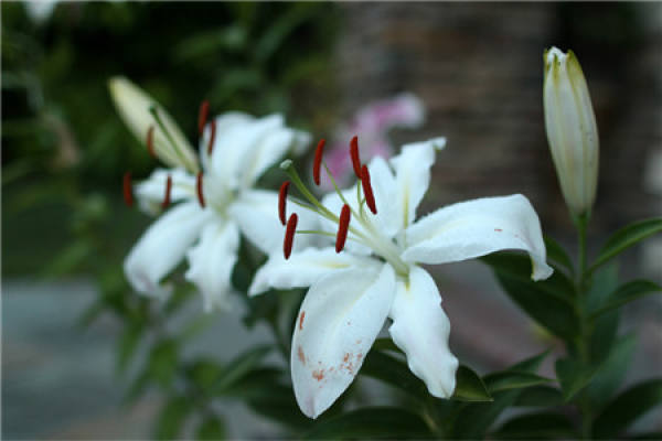 Lily Flower