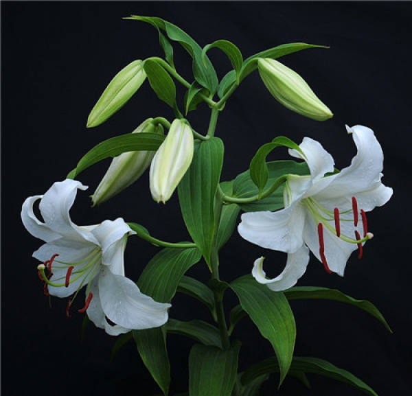 Lily