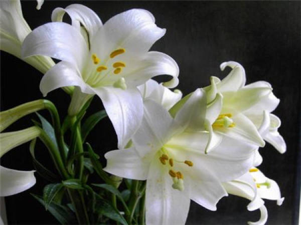 Lily