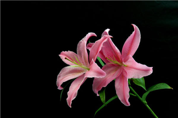 How long will a Lily bloom when planted?