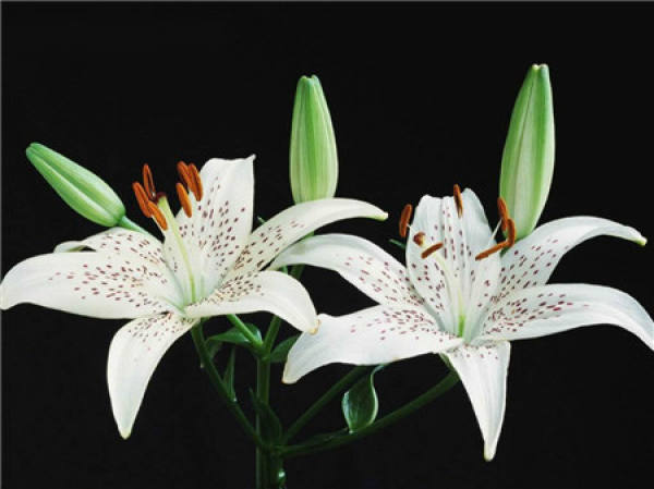 How long will a Lily bloom when planted?