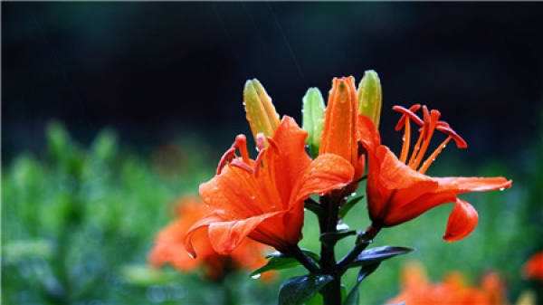 How long will a Lily bloom when planted?
