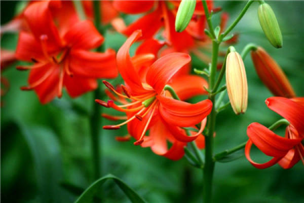 How long will a Lily bloom when planted?