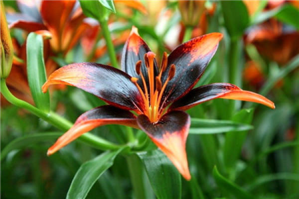 How long will a Lily bloom when planted?