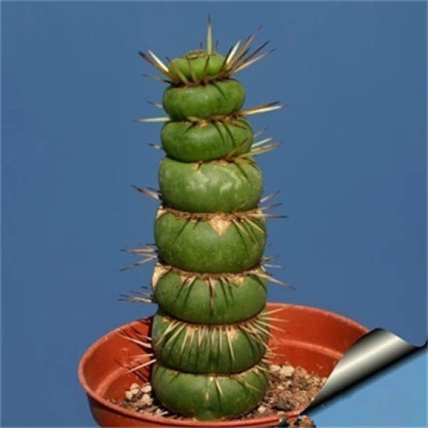 Green Bamboo