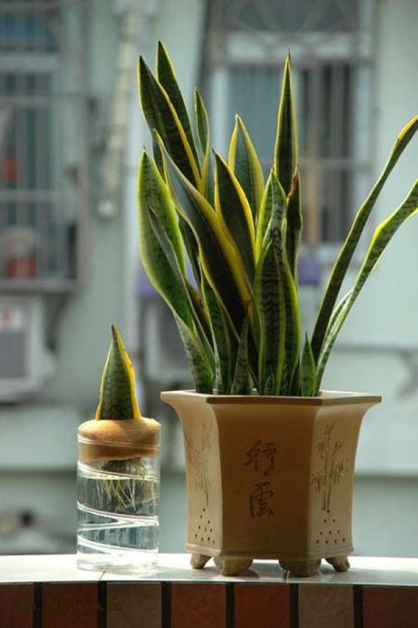 Sansevieria