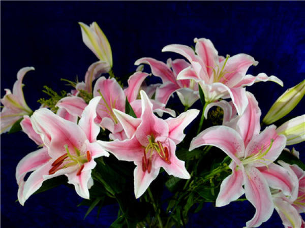 Winter Flower Knack: Diligent Sun Less Watering