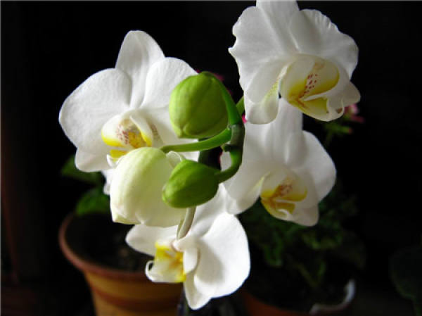 Phalaenopsis alba