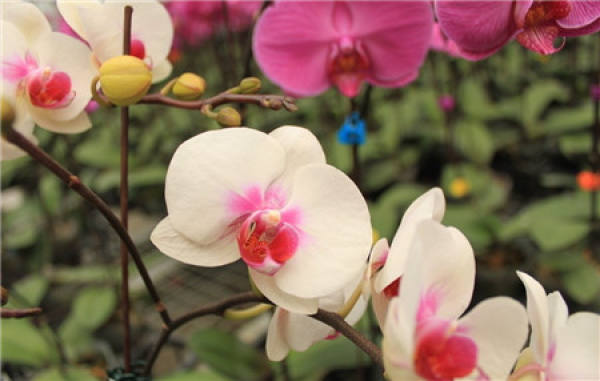 Phalaenopsis alba