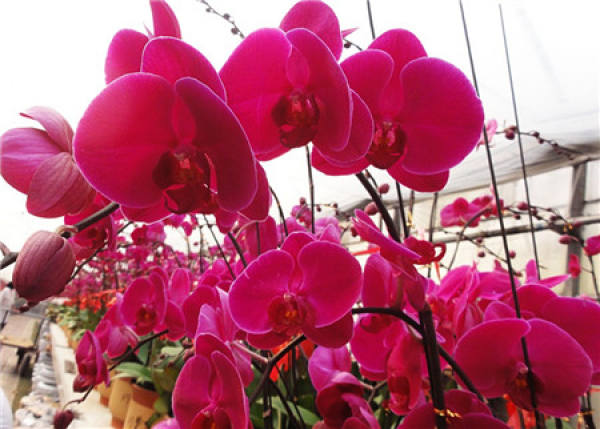 Phalaenopsis alba