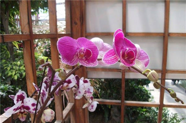 white flower Phalaenopsis