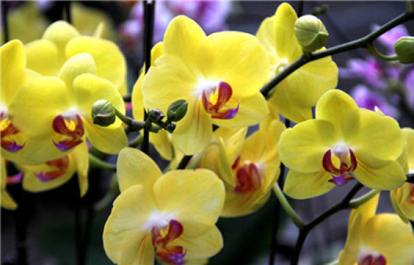 white flower Phalaenopsis