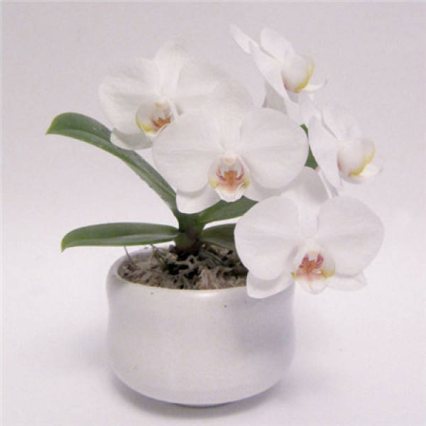 Mini Phalaenopsis