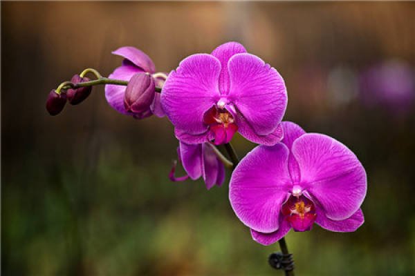 Butterfly Orchid