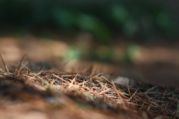 Pine Needle
