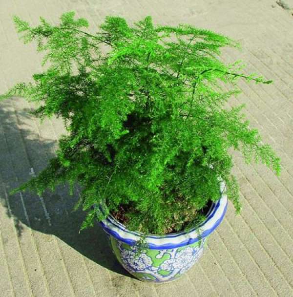 bamboo