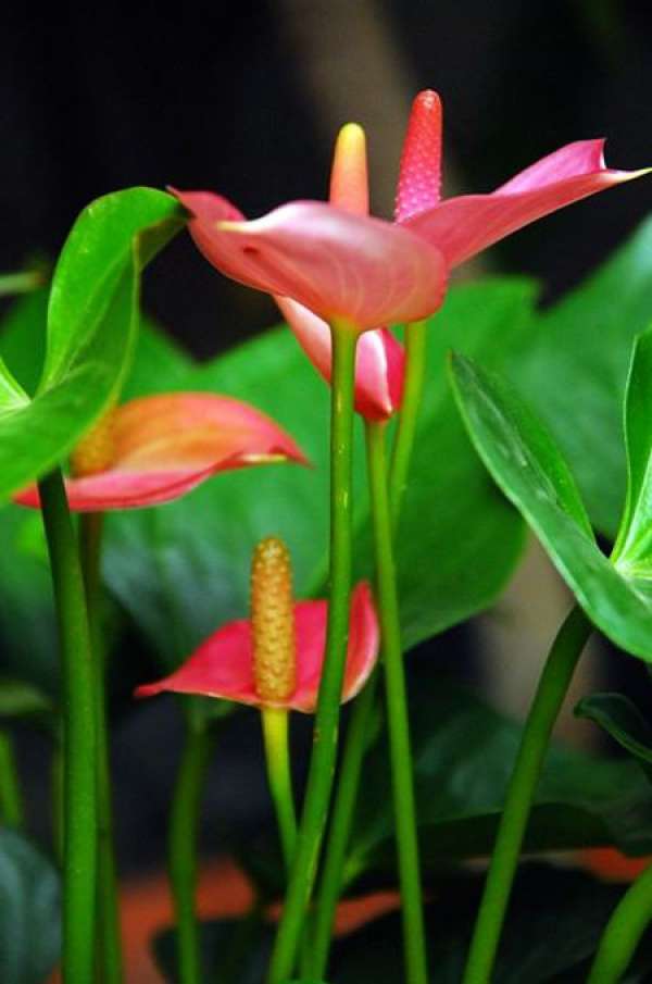 Anthurium