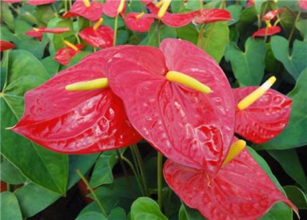 Anthurium material