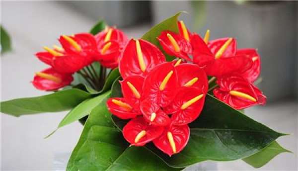 Anthurium material