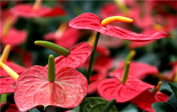 Anthurium material